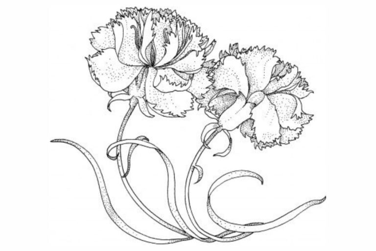 Venha Colorir Desenhos de Cravos