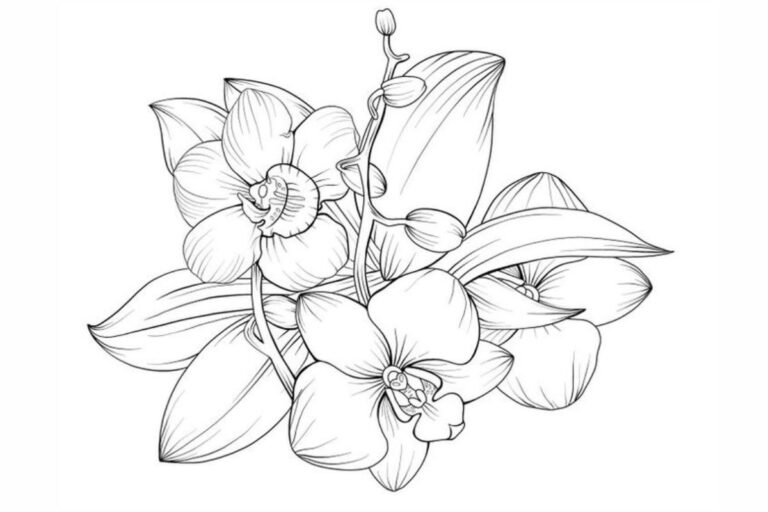 A Beleza dos Desenhos de Orquídeas Para Colorir