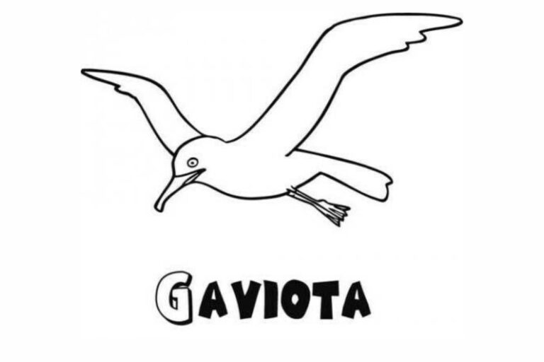 Desenho de Gaivota para Colorir e se Divertir