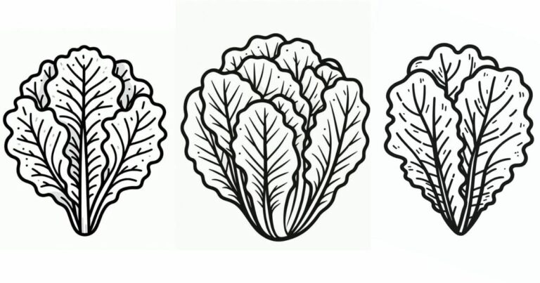 Desenho de Alface para Colorir: Solte as Cores da Horta