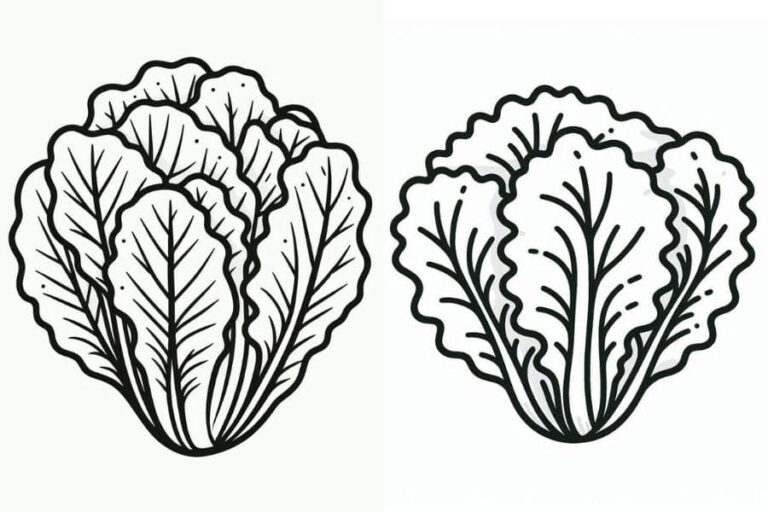 Desenho de Alface para Colorir: Solte as Cores da Horta