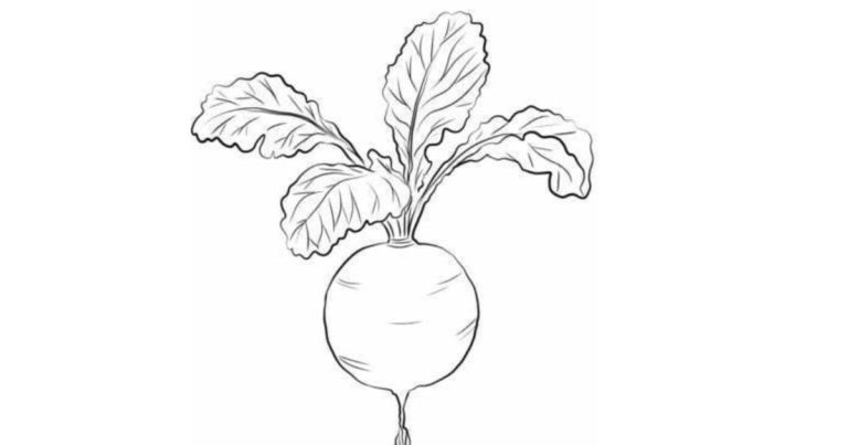 Que Tal um Toque de Vermelho? Desenho de Rabanete para Colorir