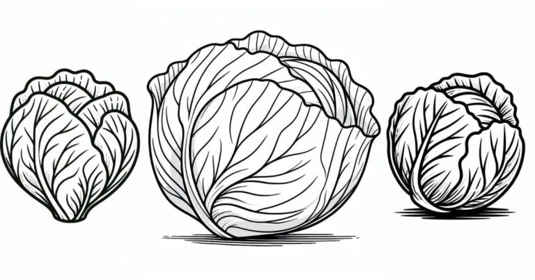 Diversão na Horta: Desenho de Repolho para Colorir