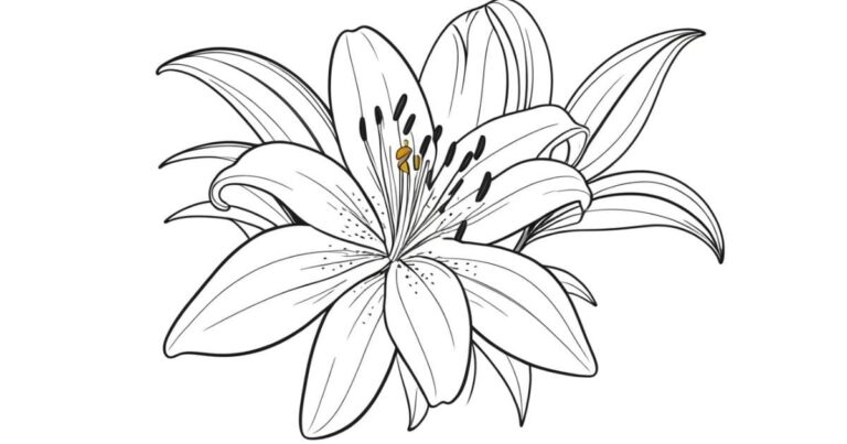 Arte Floral: Desenho de Lírio para Colorir com Estilo