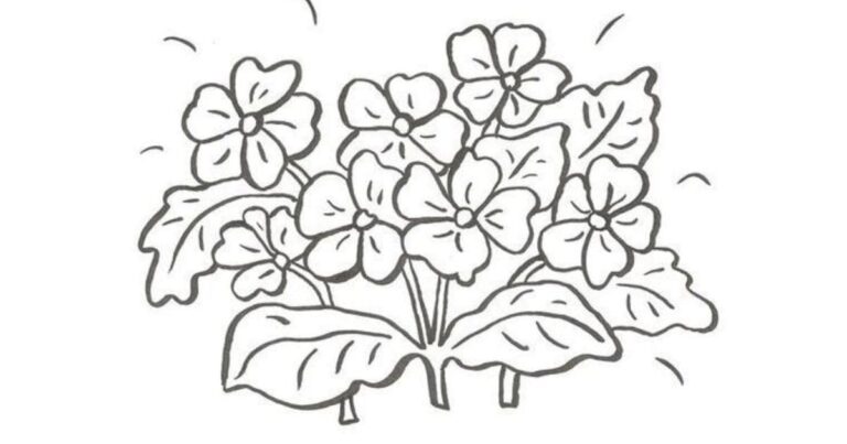 Pequenas Flores, Grandes Emoções: Desenho de Violeta para Colorir