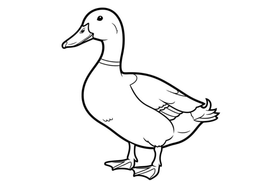 Desenho de um patinho em pé, pronto para colorir.
