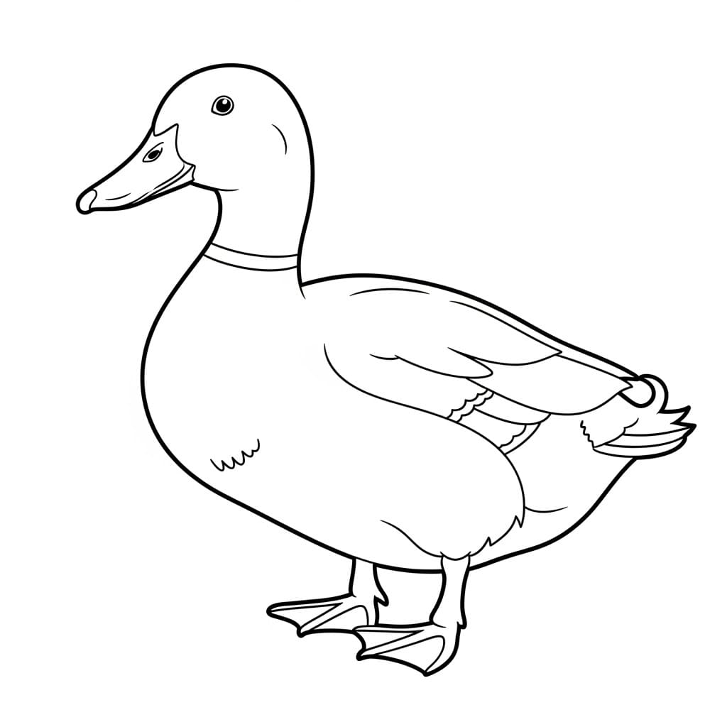 Desenho de um pato de fazenda em contorno preto e branco, ideal para colorir como um patinho.